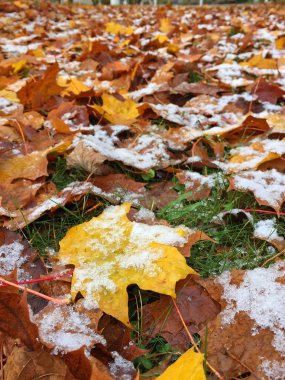 Karlı renkli sonbahar yapraklarının yakın görüntüsü