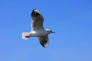 Uçan martıların yakın görüntüsü