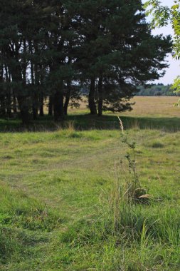 Yeşil taze ormanın manzarası