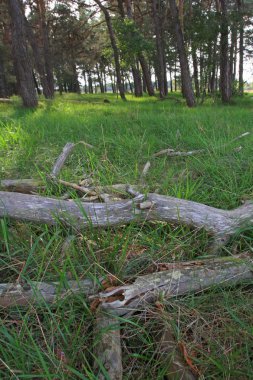 Yeşil taze ormanın manzarası