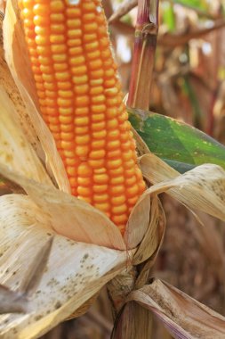 Ekilmiş mısır tarlası, kırpılmış manzara.