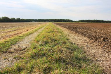 Tarımsal alanlar arasındaki yolun manzarası