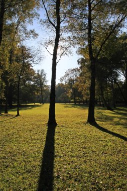Renkli yeşilliklere sahip sonbahar parkı