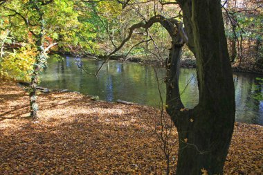 Renkli yeşilliklere sahip sonbahar parkı