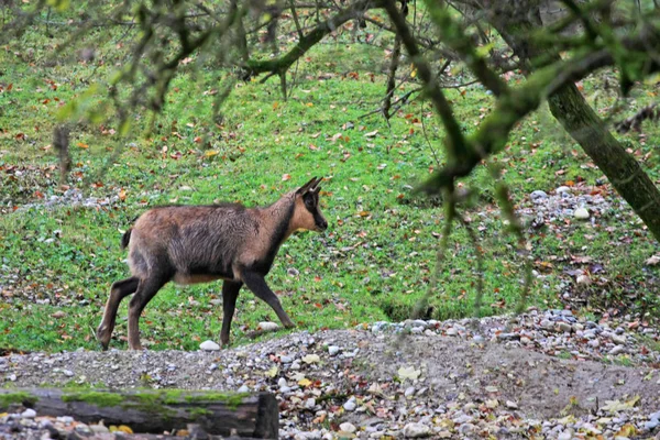 Lindo Pasto Cabra Jardín Otoñal — Foto de Stock