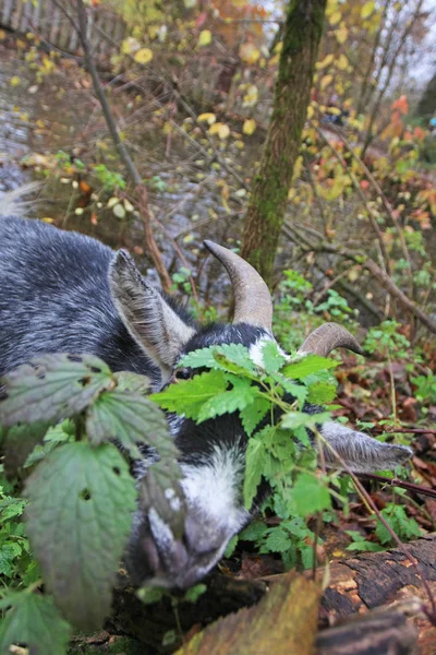 Cute Goat Grazing Autumnal Garden — Stock Photo, Image