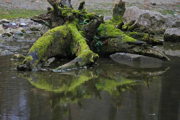 Detailní Pohled Zelený Strom Vodě — Stock fotografie