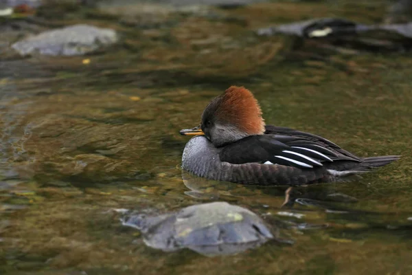 Close Zicht Van Grijze Eend Het Meer — Stockfoto