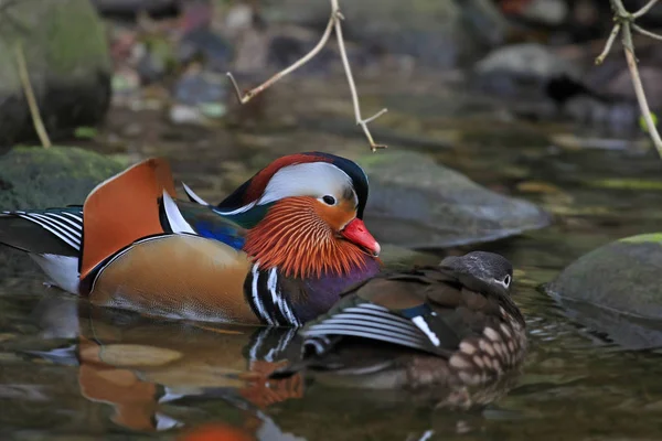 Close Zicht Van Een Paar Van Een Zwarte Eend — Stockfoto