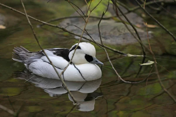 Close Zicht Twee Witte Vogel Het Bos — Stockfoto