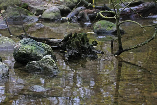 Lago Com Pedra Musgosa Ramos Queridos — Fotografia de Stock