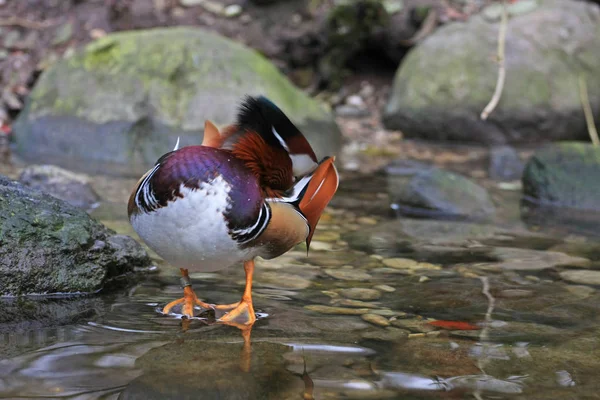 Close Zicht Van Zwart Wit Eend Tuin — Stockfoto