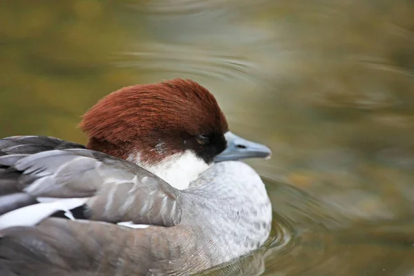 Sluiting Van Hooded Merganser Zwemmen Meer — Stockfoto