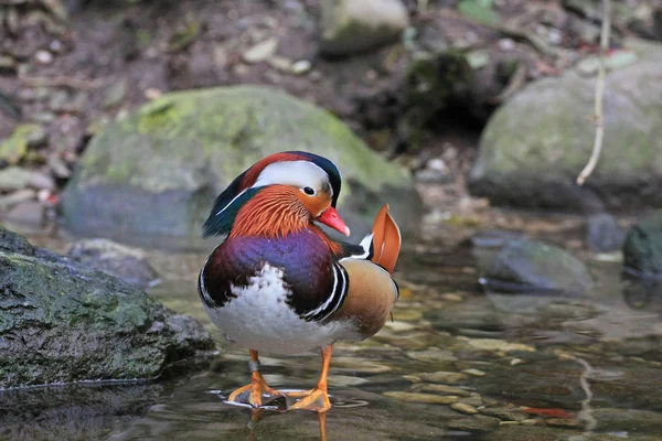 Close Zicht Van Mandarijn Eend Staande Rots Het Meer — Stockfoto