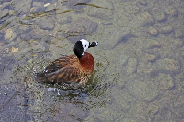 Close Zicht Wit Gezicht Fluitende Eend Baden Het Meer — Stockfoto