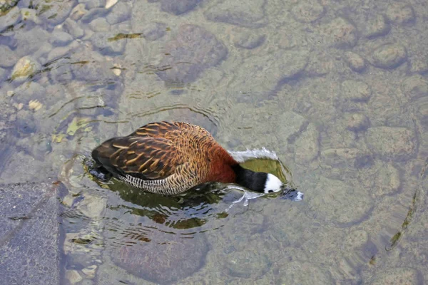 Vue Rapprochée Canard Siffleur Visage Blanc Plongeant Dans Lac — Photo