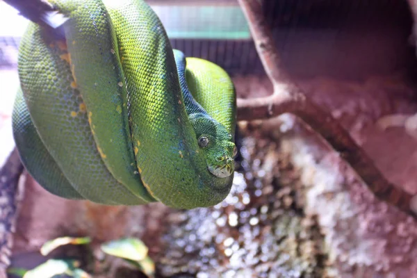 Vista Cerca Serpiente Verde Descansando Rama — Foto de Stock