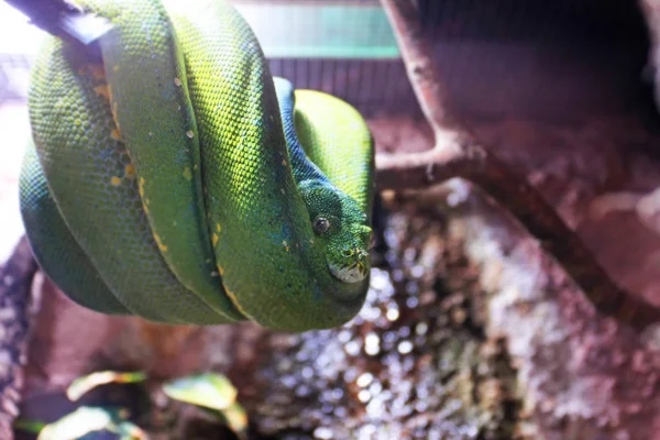 Vista Cerca Serpiente Verde Descansando Rama — Foto de Stock
