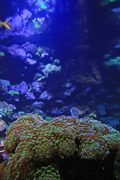 水族館で美しいサンゴのクローズアップショット — ストック写真