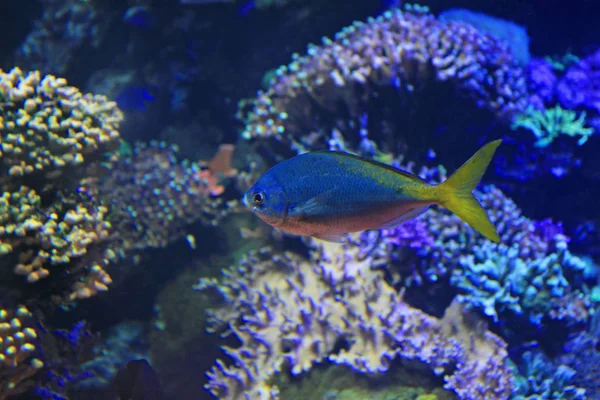 Close Shot Beautiful Blue Fish Aquarium — Stock Photo, Image