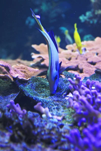 Blízká Střela Krásných Modrých Chirurgickěrybích Ryb Akváriu — Stock fotografie