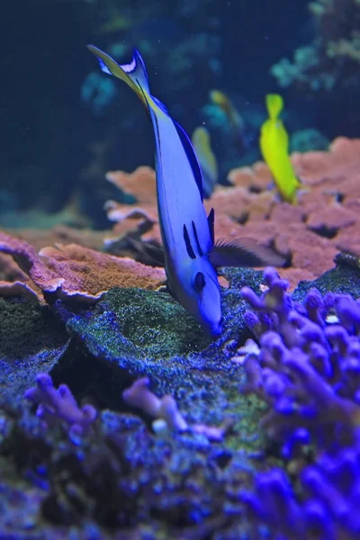 Blízká Střela Krásných Modrých Chirurgickěrybích Ryb Akváriu — Stock fotografie