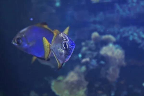 Blízká Střela Krásných Barevných Ryb Akváriu — Stock fotografie