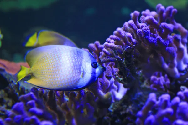 Close Shot Beautiful Colorful Fish Aquarium — Stock Photo, Image