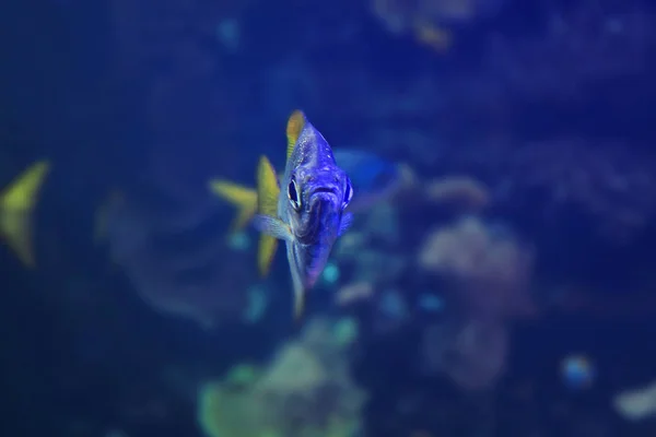 Close Shot Van Prachtige Kleurrijke Vissen Aquarium — Stockfoto