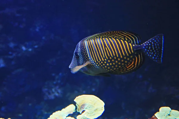 Nahaufnahme Schöner Bunter Fische Aquarium — Stockfoto