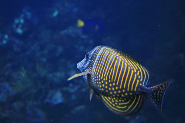 Close Shot Van Prachtige Kleurrijke Vissen Aquarium — Stockfoto