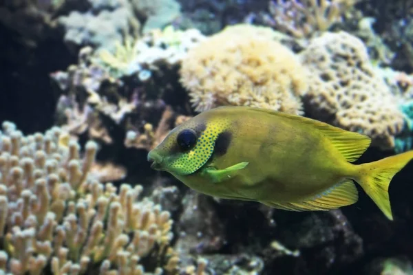Close Shot Beautiful Colorful Exotic Fish Aquarium — Stock Photo, Image