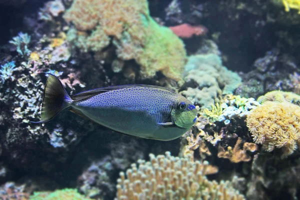 Close Tiro Belo Peixe Exótico Colorido Aquário — Fotografia de Stock