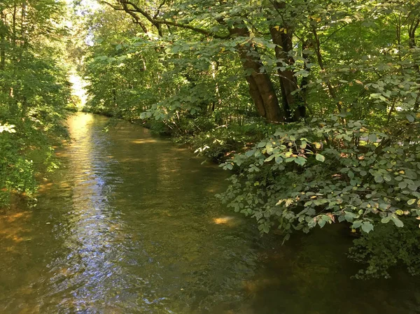 Park Zielonymi Drzewami Rzeką Dzień — Zdjęcie stockowe