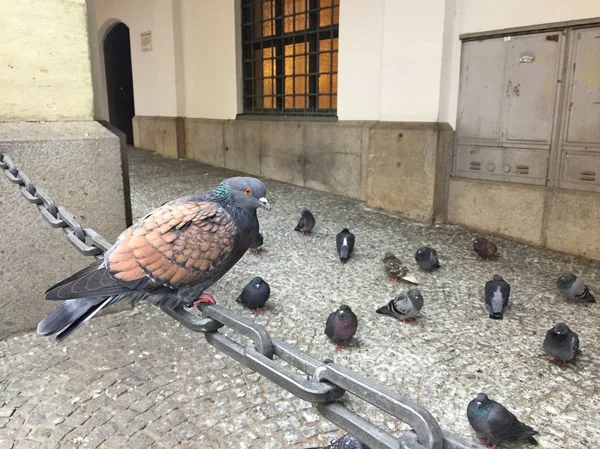 Vue Rapprochée Pigeon Assis Sur Chaîne Rue — Photo