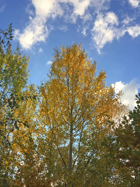 Träd Och Himmel Parken Vacker Utsikt — Stockfoto