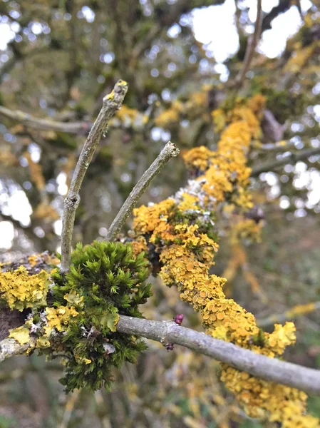 branch with yellow moss, closeup view