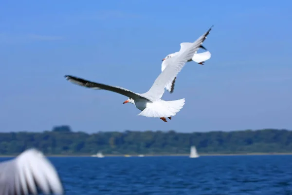 Vue Panoramique Sur Les Oiseaux Mouette Mignons — Photo