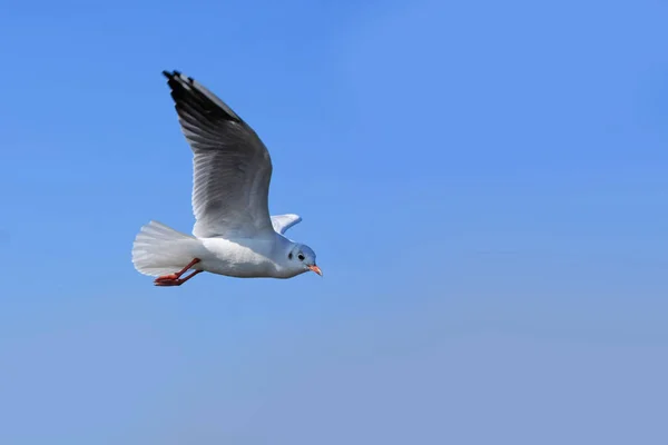 Close View Van Meeuwen Tijdens Vlucht — Stockfoto