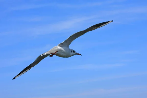 Vue Rapprochée Mouette Vol — Photo