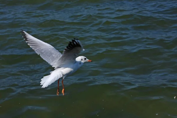 Close View Van Meeuwen Tijdens Vlucht — Stockfoto