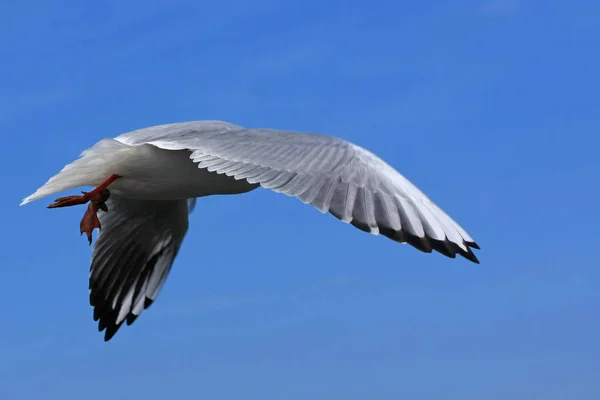 海鸥在飞行的近景 — 图库照片
