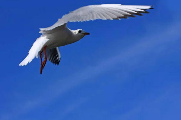 Vue Rapprochée Mouette Vol — Photo