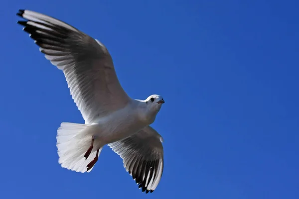 Vue Rapprochée Mouette Vol — Photo