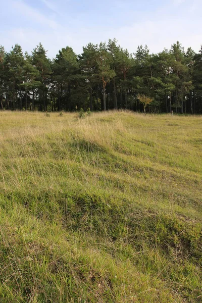 Krajina Poli Sušenými Rostlinami — Stock fotografie