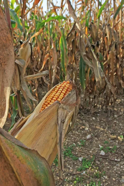 Campo Maíz Cultivado Vista Recortada — Foto de Stock