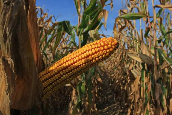 Campo Maíz Cultivado Vista Recortada — Foto de Stock