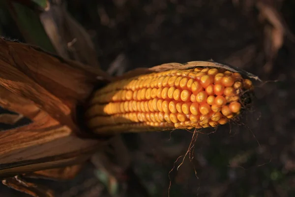 Campo Maíz Cultivado Vista Recortada — Foto de Stock