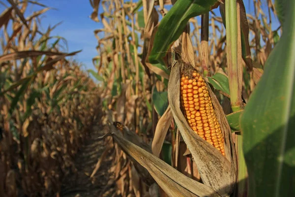 Campo Maíz Cultivado Vista Recortada — Foto de Stock