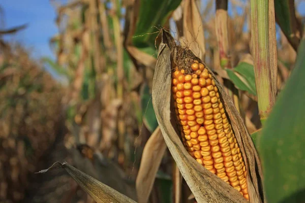 Campo Maíz Cultivado Vista Recortada — Foto de Stock